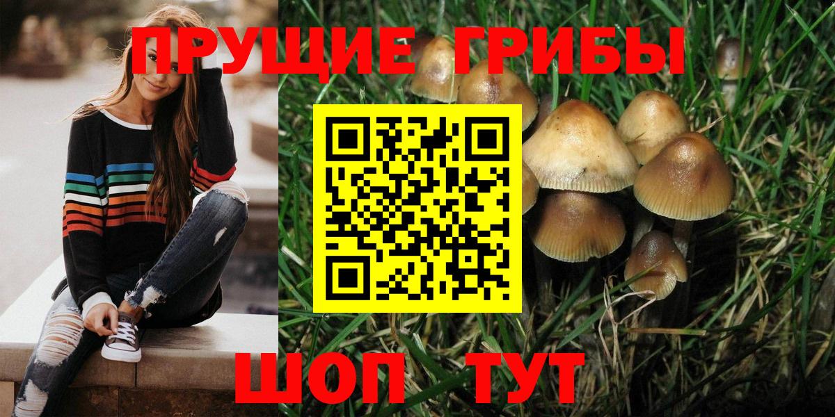 Псилоцибиновые грибы Cubensis Киржач